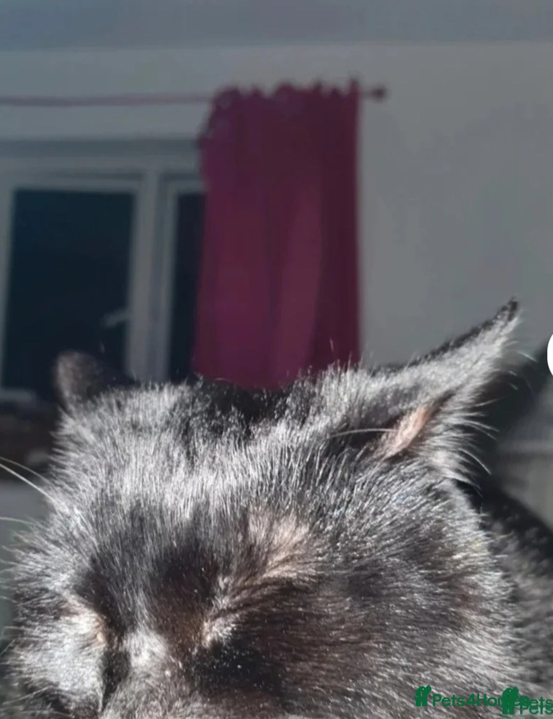 Mixed Breed cats for sale: Rehoming gizmo and ash  - Image 3