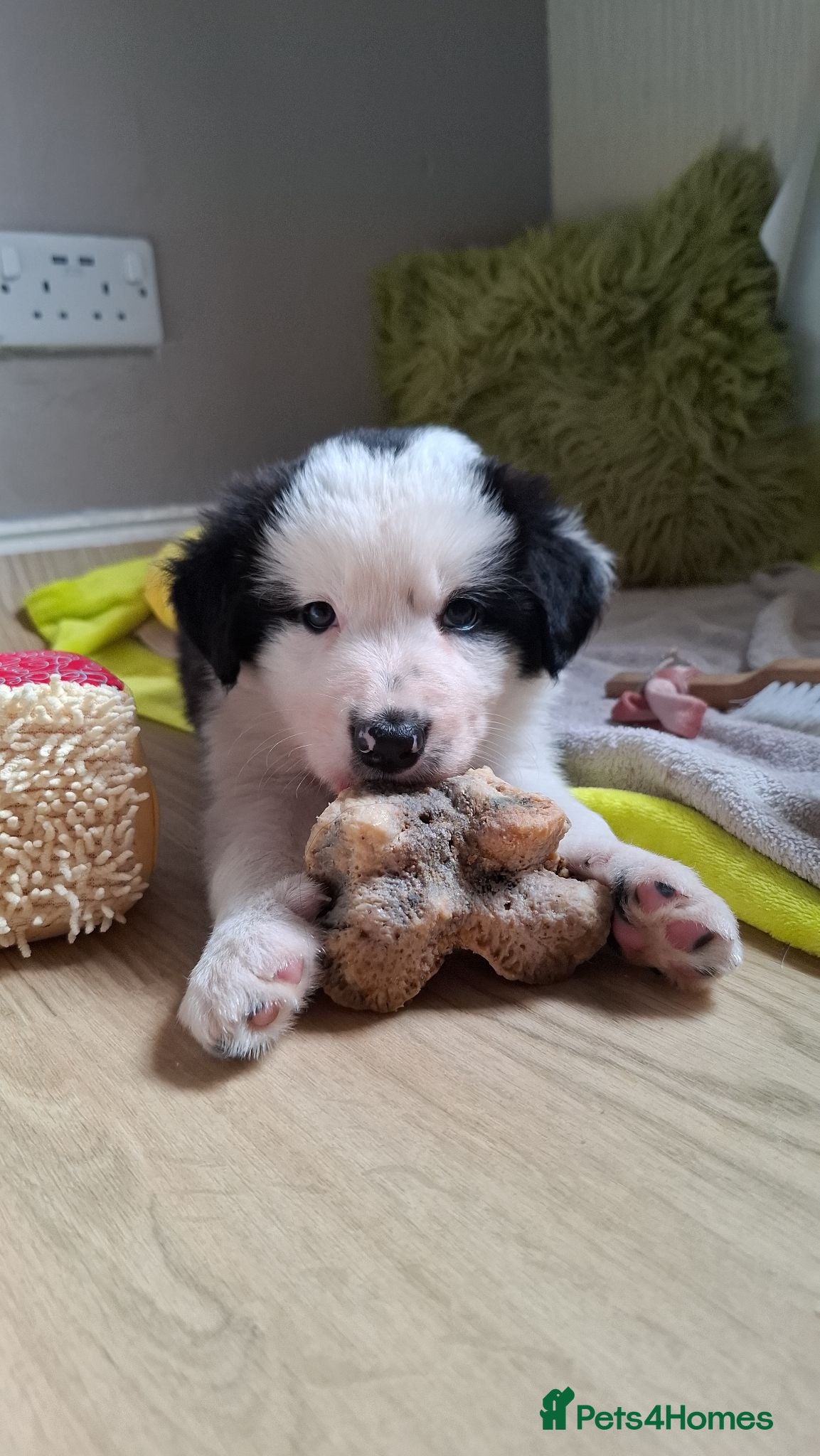 Border Collie dogs ​white face Long Coat Border Collie Pups - Advert 5