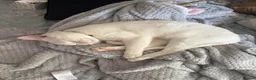 Mixed Breed cats for sale: Indoor cat needing forever home - Advert 4