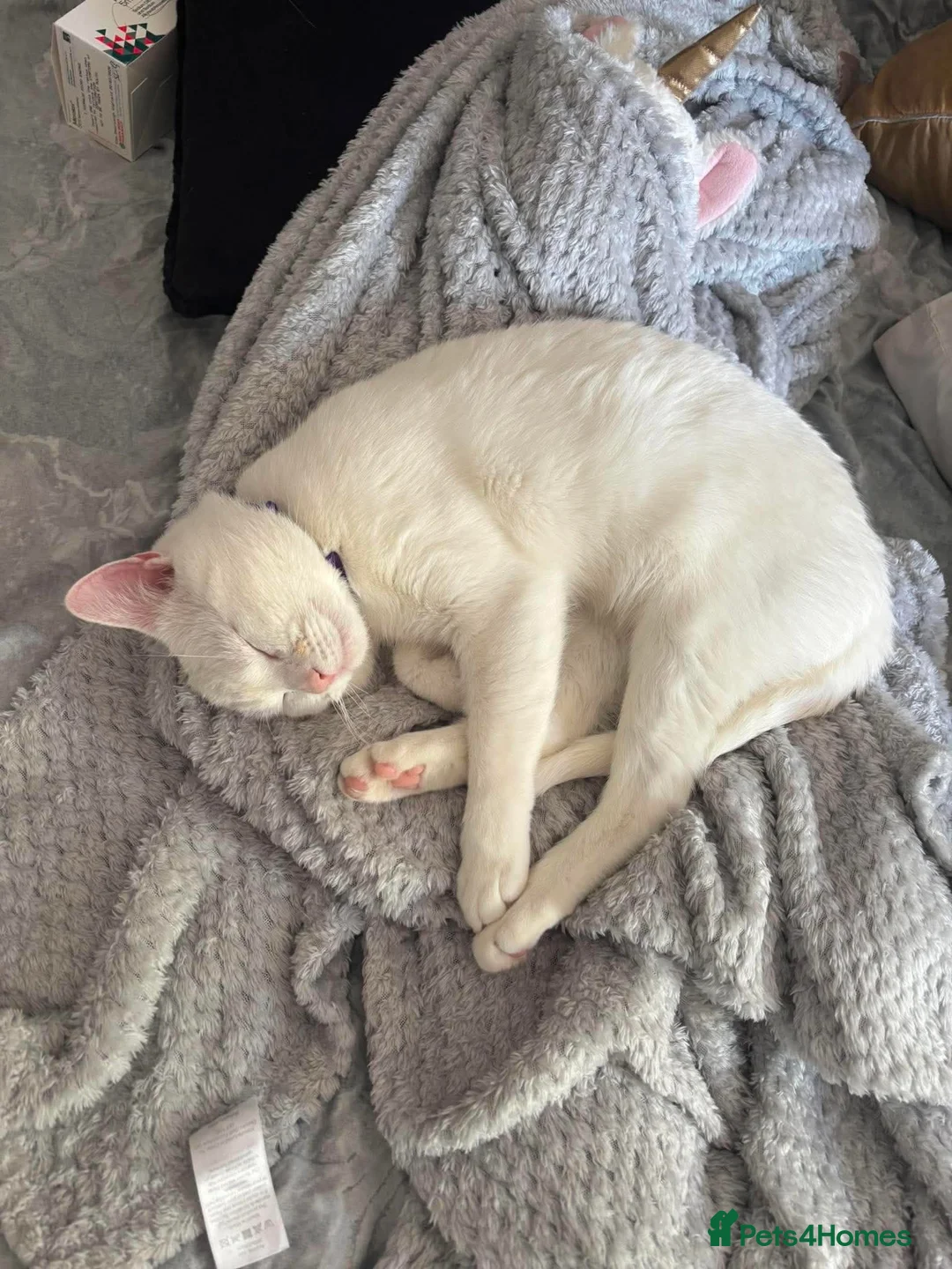 Mixed Breed cats for sale: Indoor cat needing forever home - Advert 4