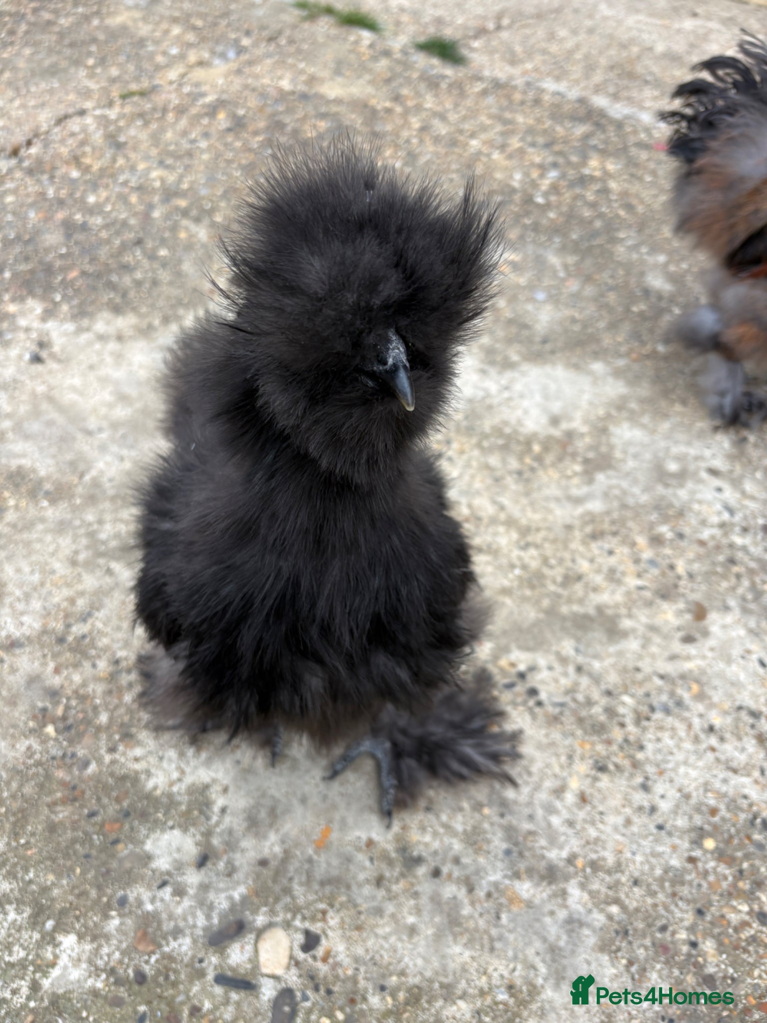 Chickens poultry Silkie chickens male  - Advert 6