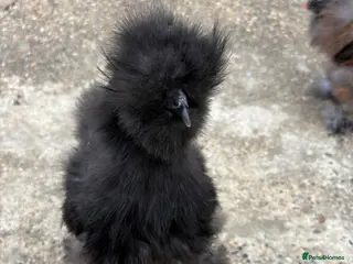Chickens poultry Silkie chickens male - Advert 6