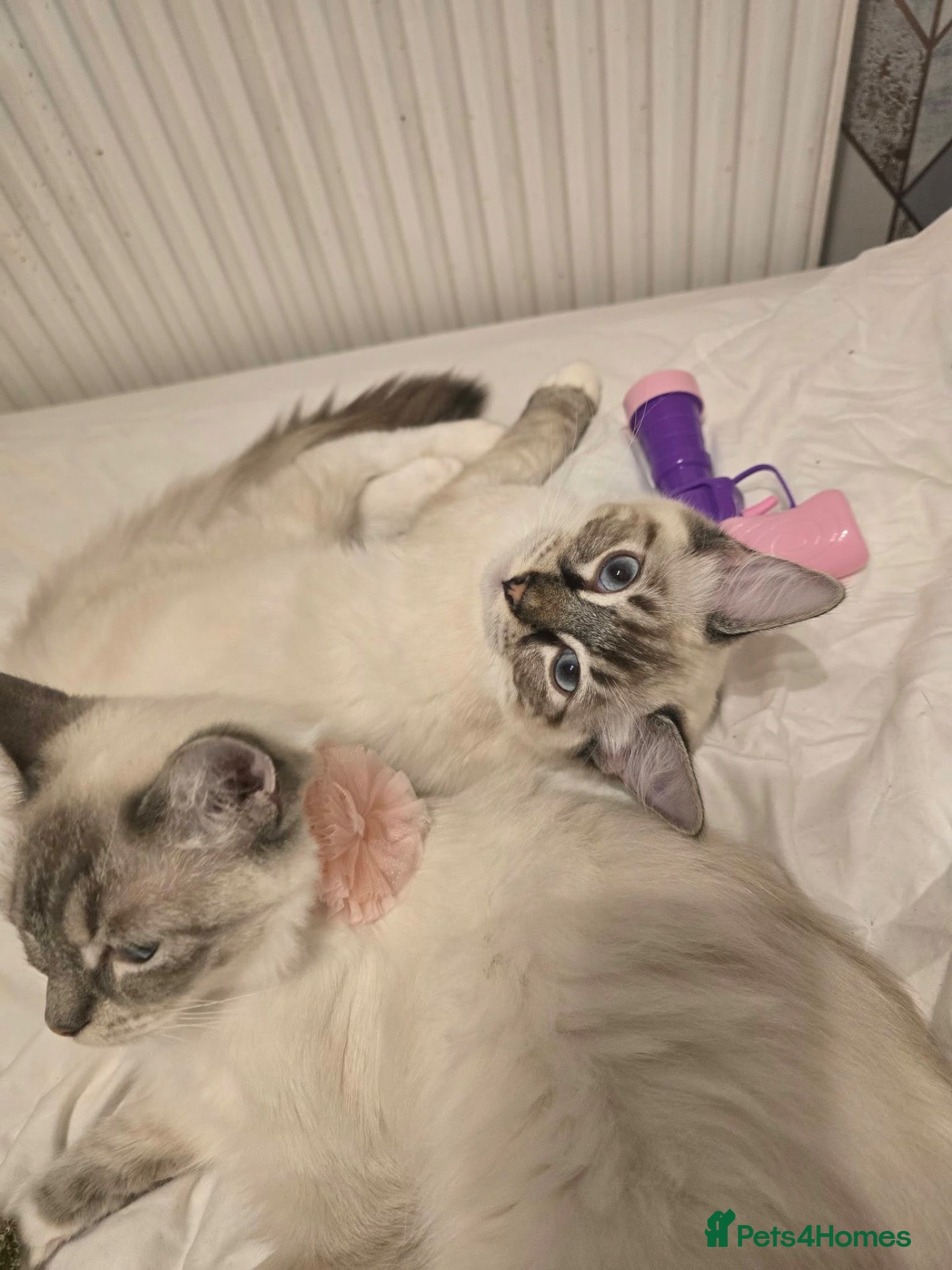 Ragdoll cats Beautiful ragdoll boy is ready to leave ❤️ - Advert 9