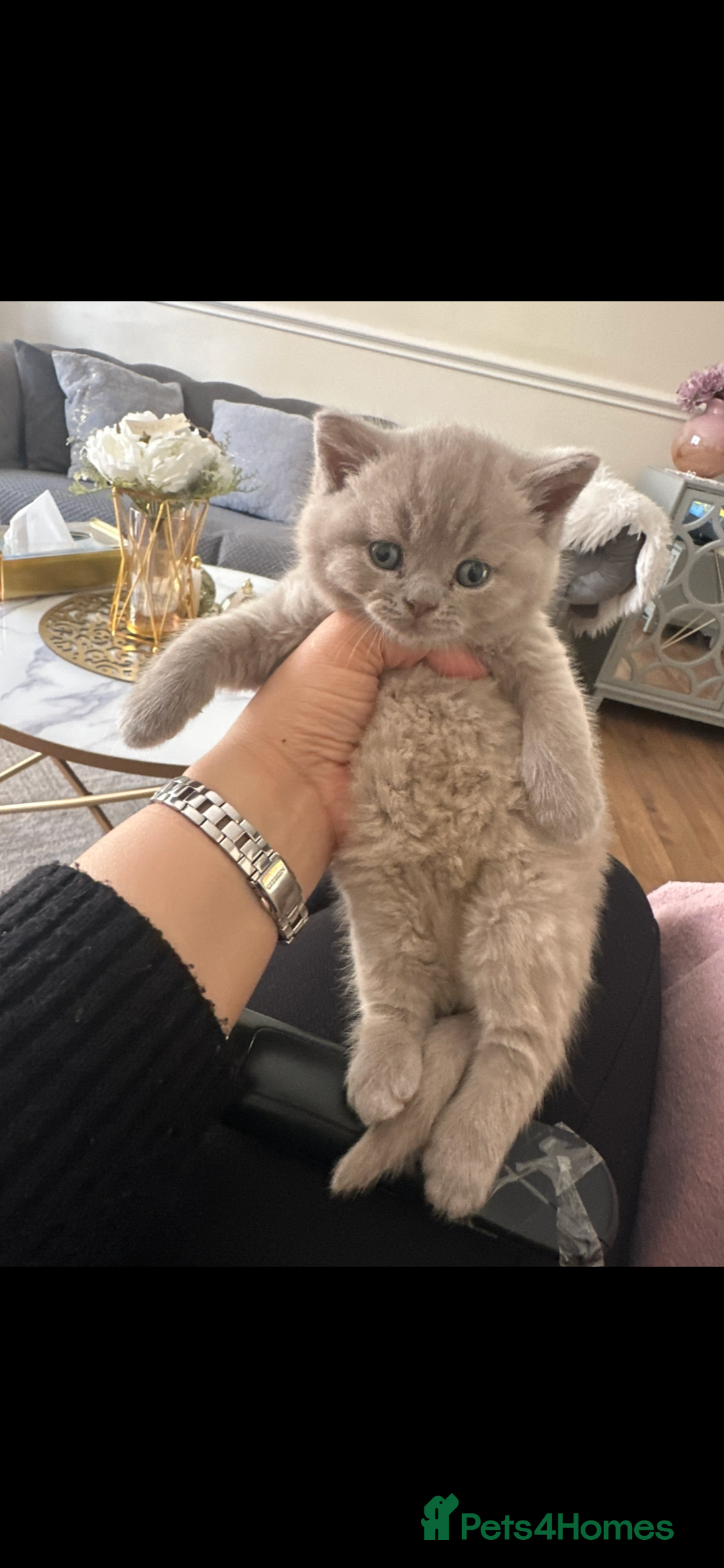 British Shorthair cats for sale: Adorable British shorthair  - Advert 2