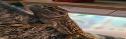 Mixed Breed reptiles for sale: Reptiles for rehoming - Advert 5