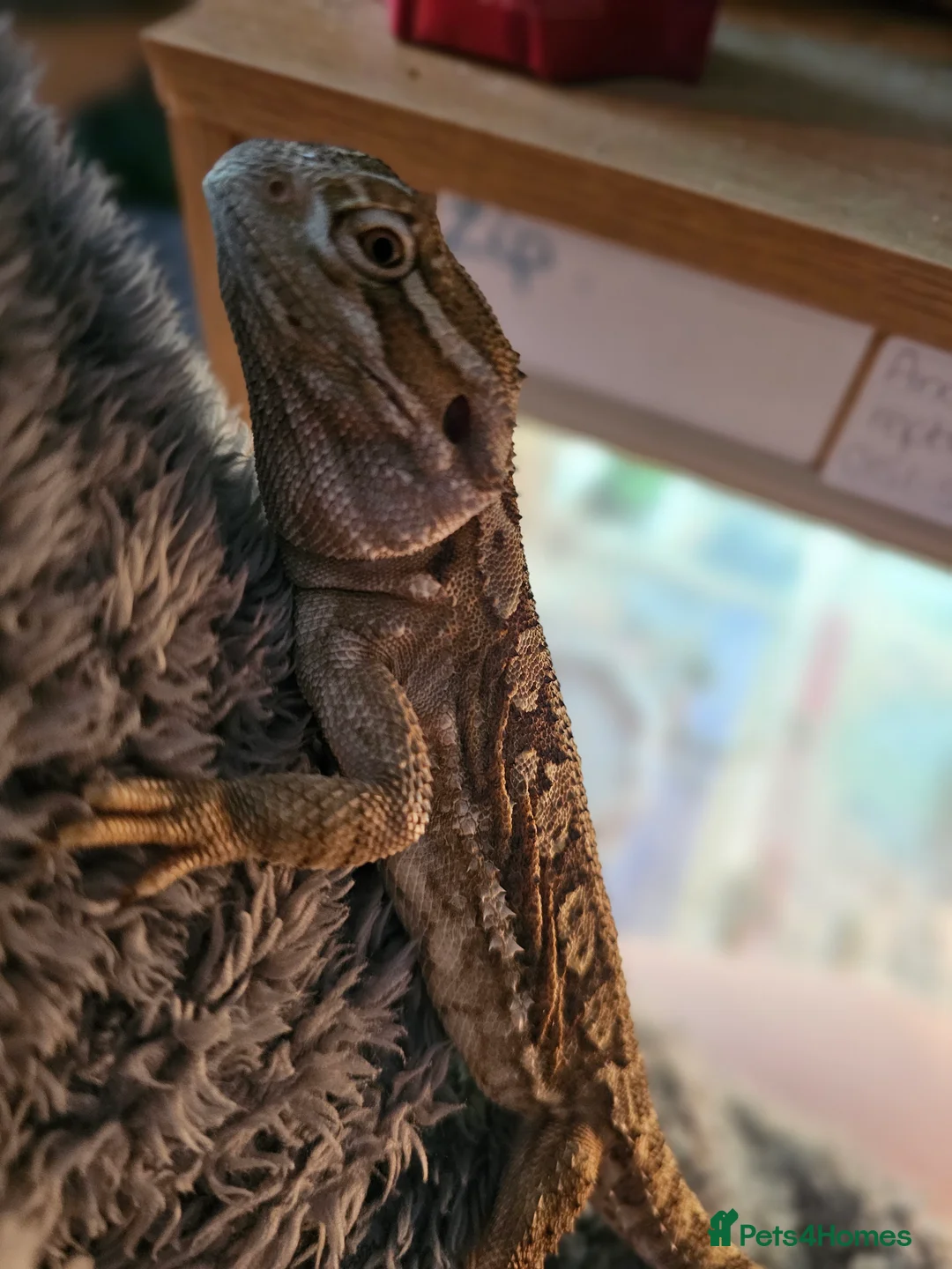 Mixed Breed reptiles for sale: Reptiles for rehoming - Advert 5