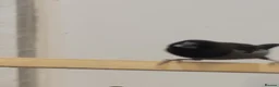 Finches birds for sale: gouldian finches  x  bengalise  - Advert 3