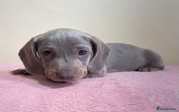 Miniature Dachshund dogs for sale: Miniature dachshund puppies  - Image 5