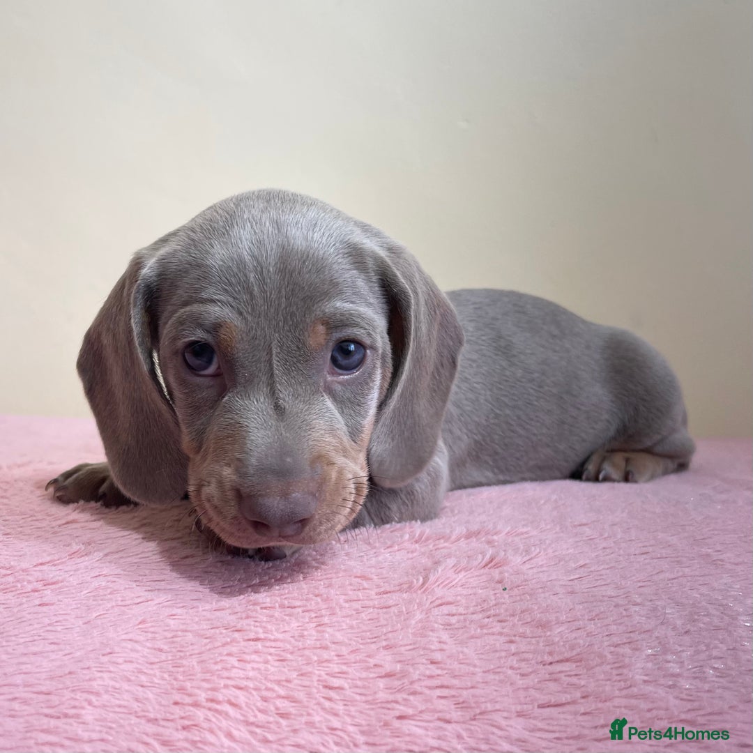 Miniature Dachshund dogs for sale: Miniature dachshund puppies  - Image 5