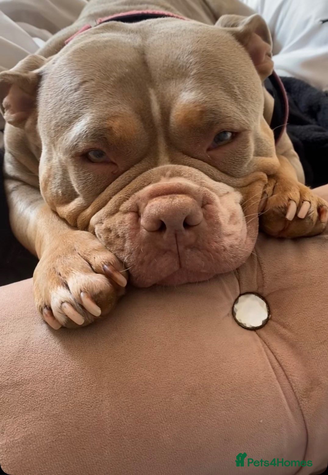 American Bully dogs Pocket Bully/Exotic Bully pups 🐶  - Advert 1