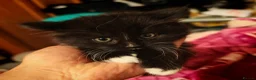 Mixed Breed cats for sale: 9 beautiful kittens for sale  - Advert 9