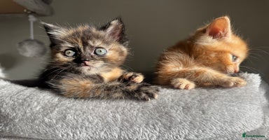 Persian cats mixed bombay and persian kittens  - Advert 15