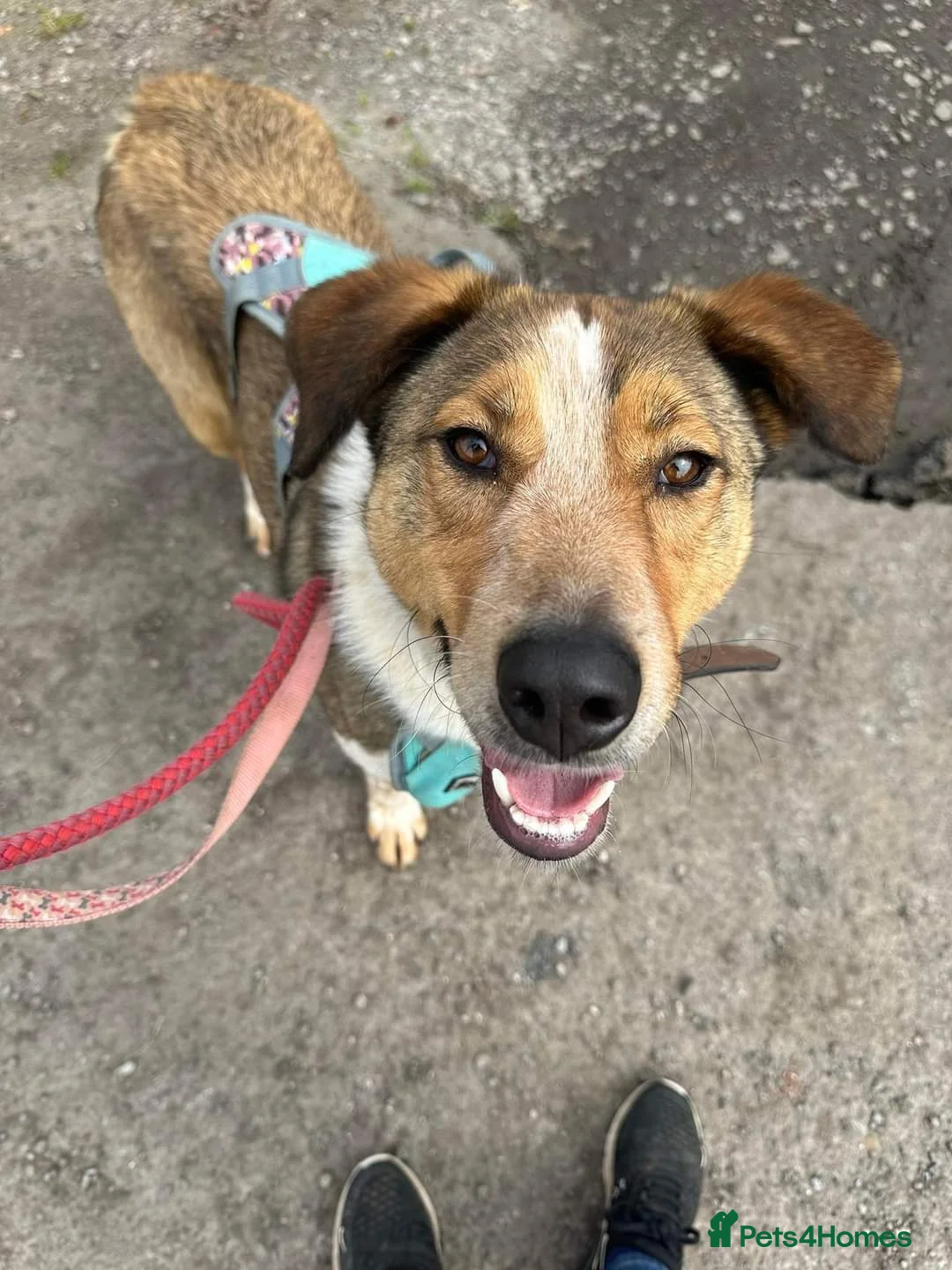 Mixed Breed dogs for adoption: Meet Jiji, currently residing in Cheshire  in Nantwich - Advert 17