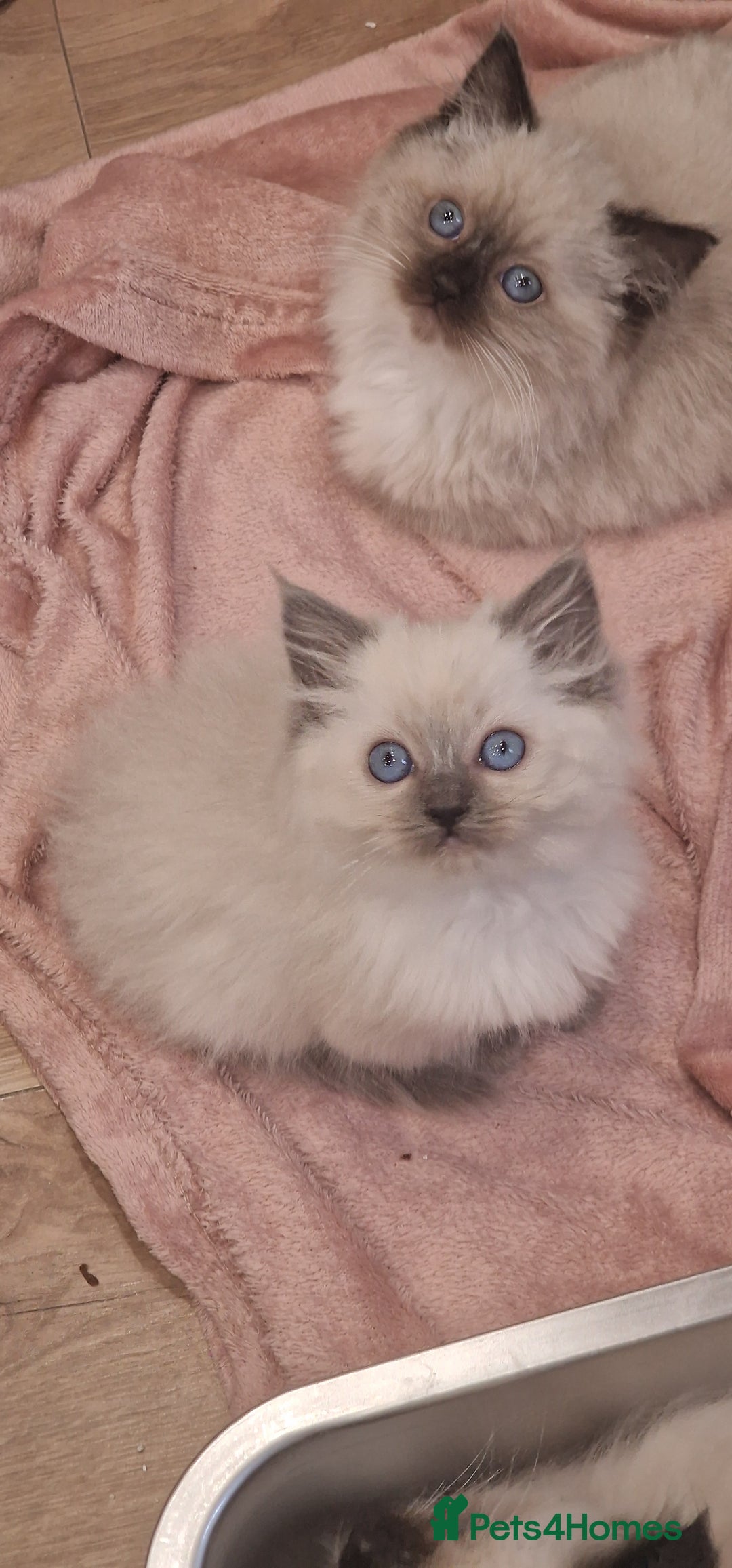 Ragdoll cats for sale: Ragdoll kittens ready now - Advert 26