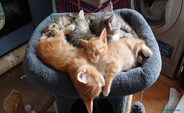 Mixed Breed cats - Advert 2