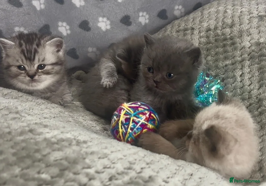 British Shorthair cats for sale: Beautiful rainbow 🌈 litter of bsh kittens  - Advert 9