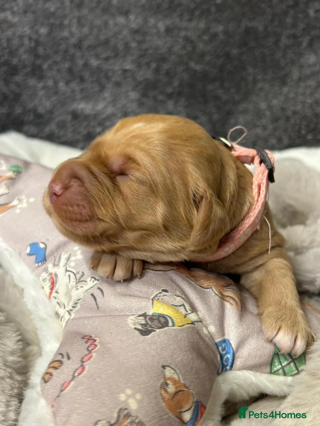 Mini Goldendoodle dogs for sale: Beautiful F1 Miniature Goldendoodle Puppies  - Advert 24