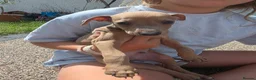 Italian Greyhound dogs for sale: Beautiful Italian-greyhound puppies - Advert 17