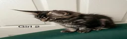 Maine Coon cats for sale: MONSTRUAL GIANTS! Elite MAINE COON Kittens  - Advert 9