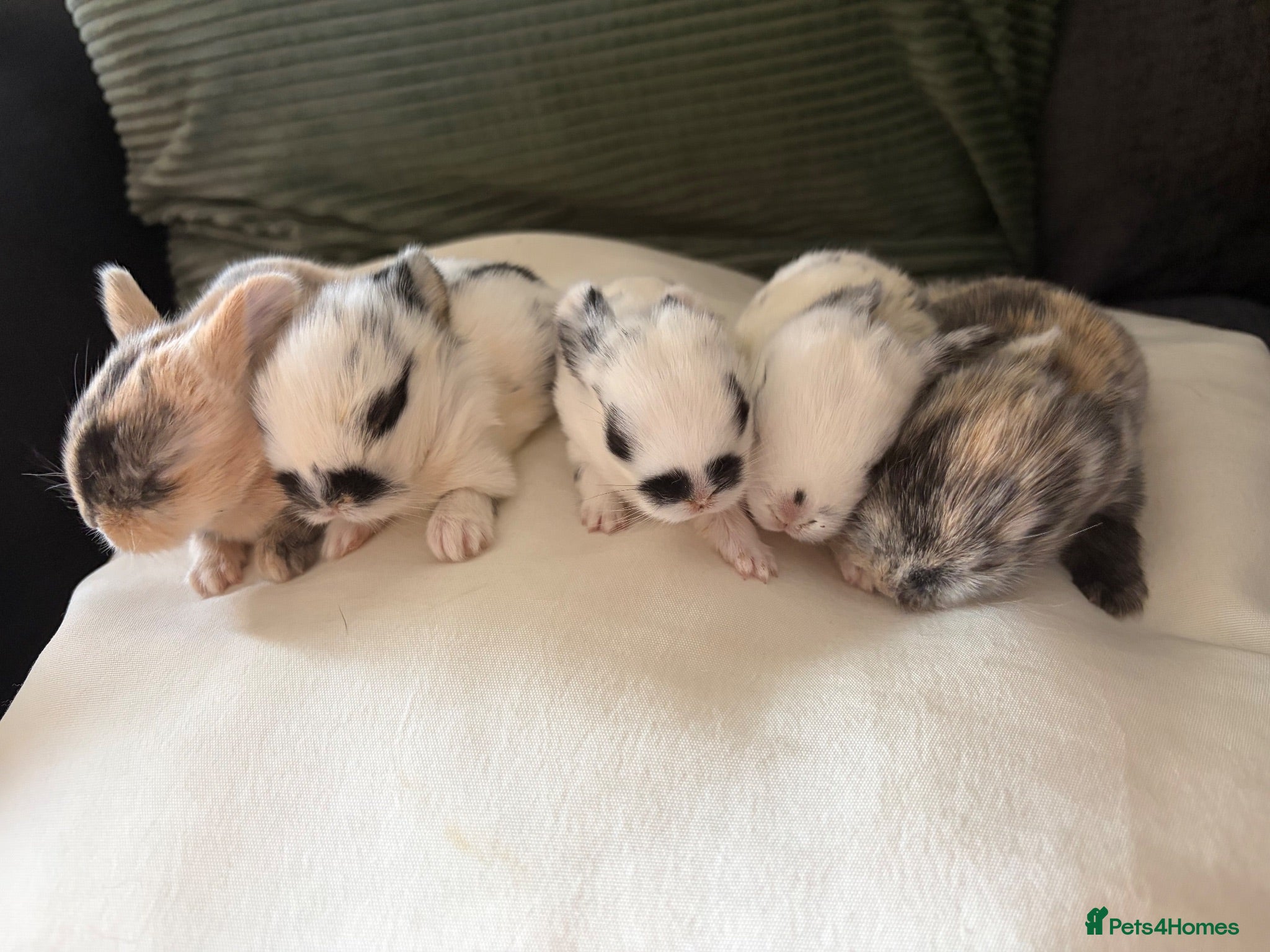 Mixed Breed rabbits 9x MINI LION LOP BUNNIES READY SEPTEMBER  - Advert 18