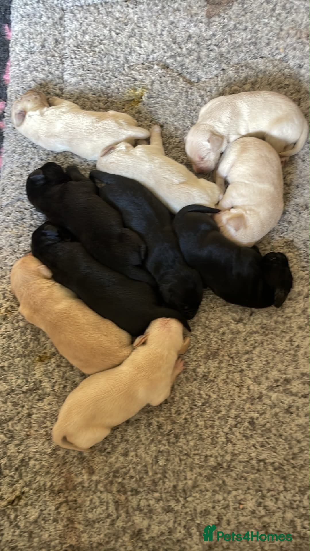 Labrador Retriever dogs STUNNING LABRADOR PUPPIES  - Advert 2