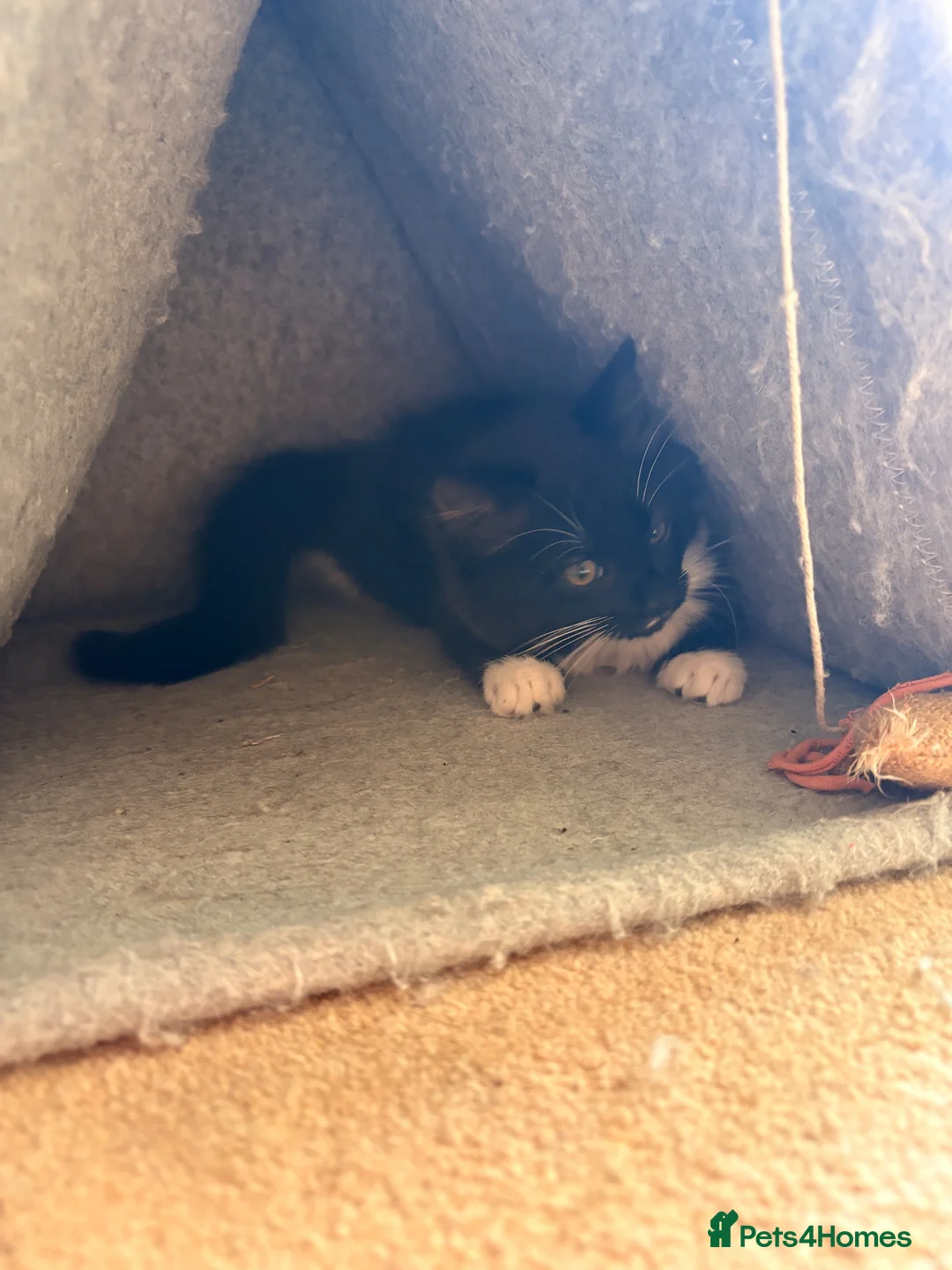 Mixed Breed cats for sale: Adorable Fluffy Kittens!  in Uckfield - Advert 8