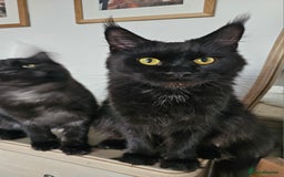 Maine Coon cats for sale: Beautiful Maine Coon kittens - Image 5