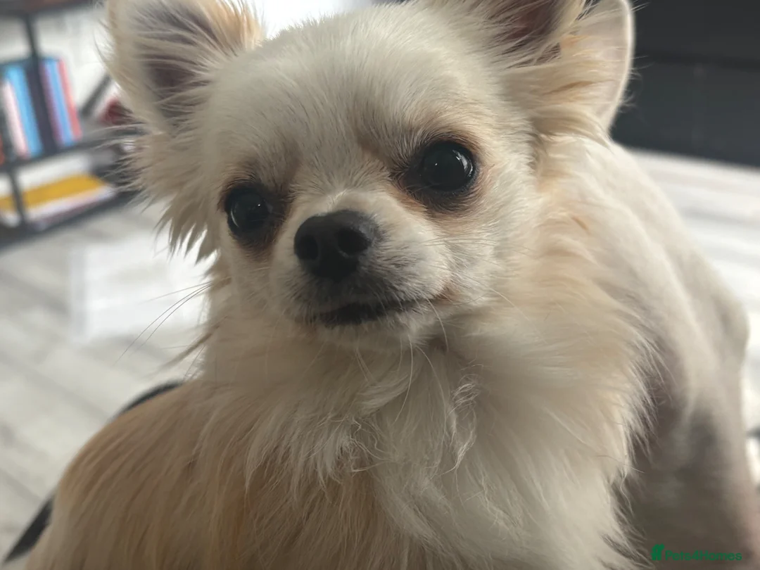 Chihuahua dogs for sale: Beautiful Chihuahua litter  - Advert 2