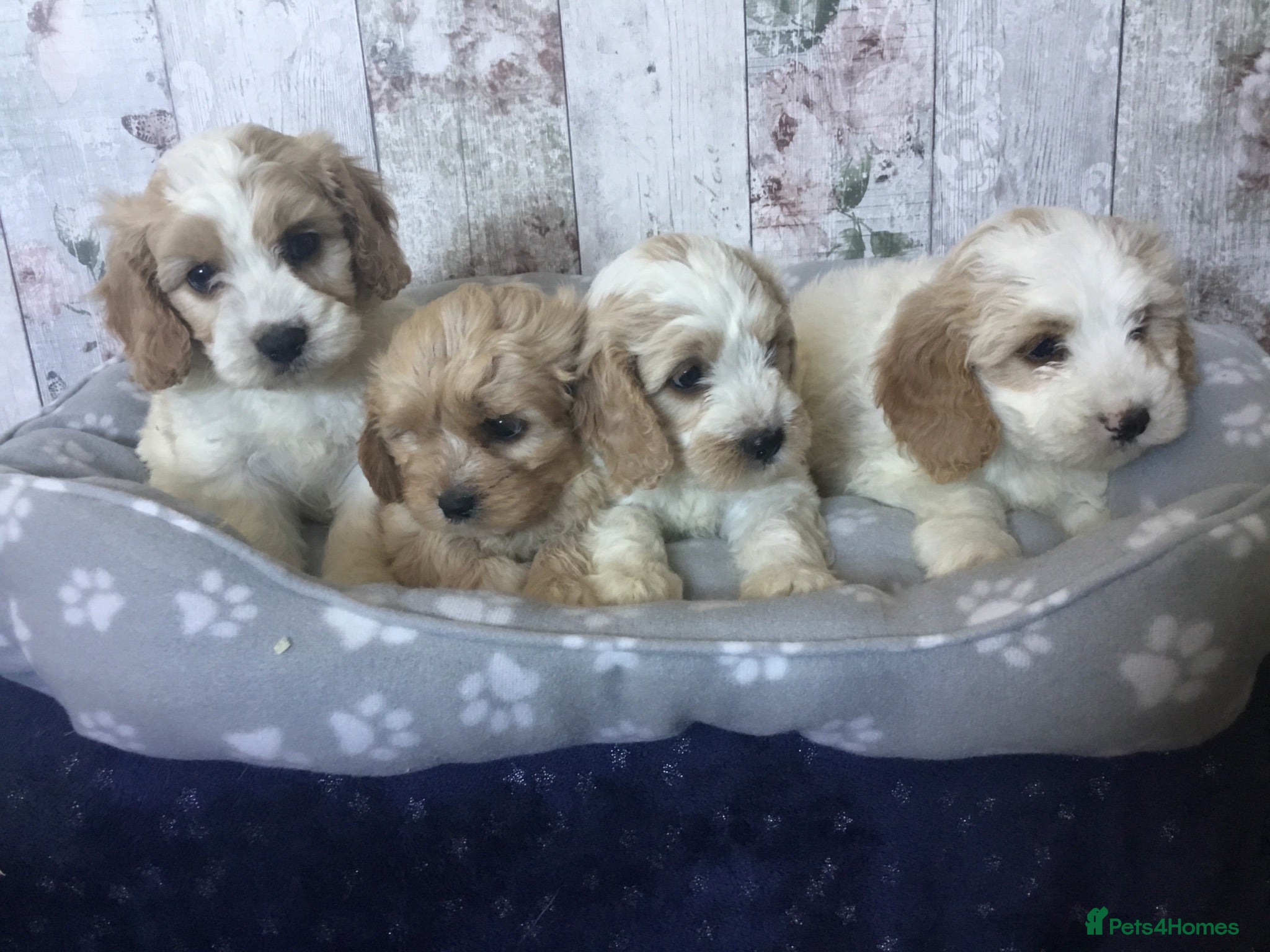 Mixed Breed dogs Adorable Cockalierpoo pups ( so cute) - Advert 1