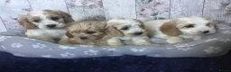 Mixed Breed dogs for sale: Adorable Cockalierpoo pups ( so cute) - Advert 1
