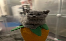 British Shorthair cats for sale: Chunky British shorthair kittens  - Image 8