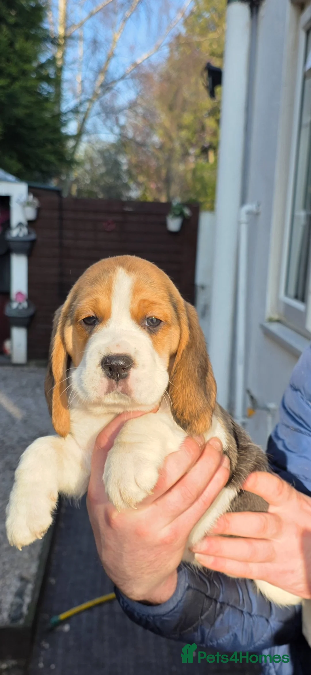Beagle dogs for sale: Beagle Puppy!🐶 - Advert 2