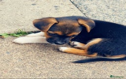 Mixed Breed dogs for sale: Theo, cavalier × chihuahua× jack Russell  - Image 5