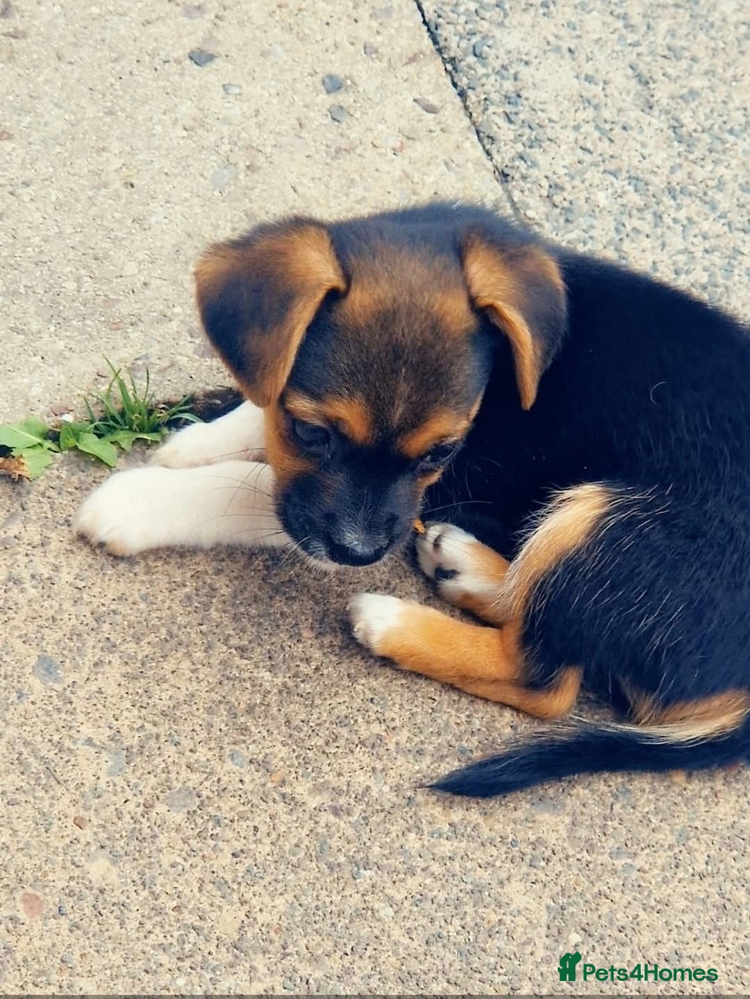 Mixed Breed dogs for sale: Theo, cavalier × chihuahua× jack Russell  - Image 5