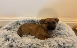 Mixed Breed dogs for adoption: Dottie * German Shepherd X Labradoodle * 240788 - Image 6