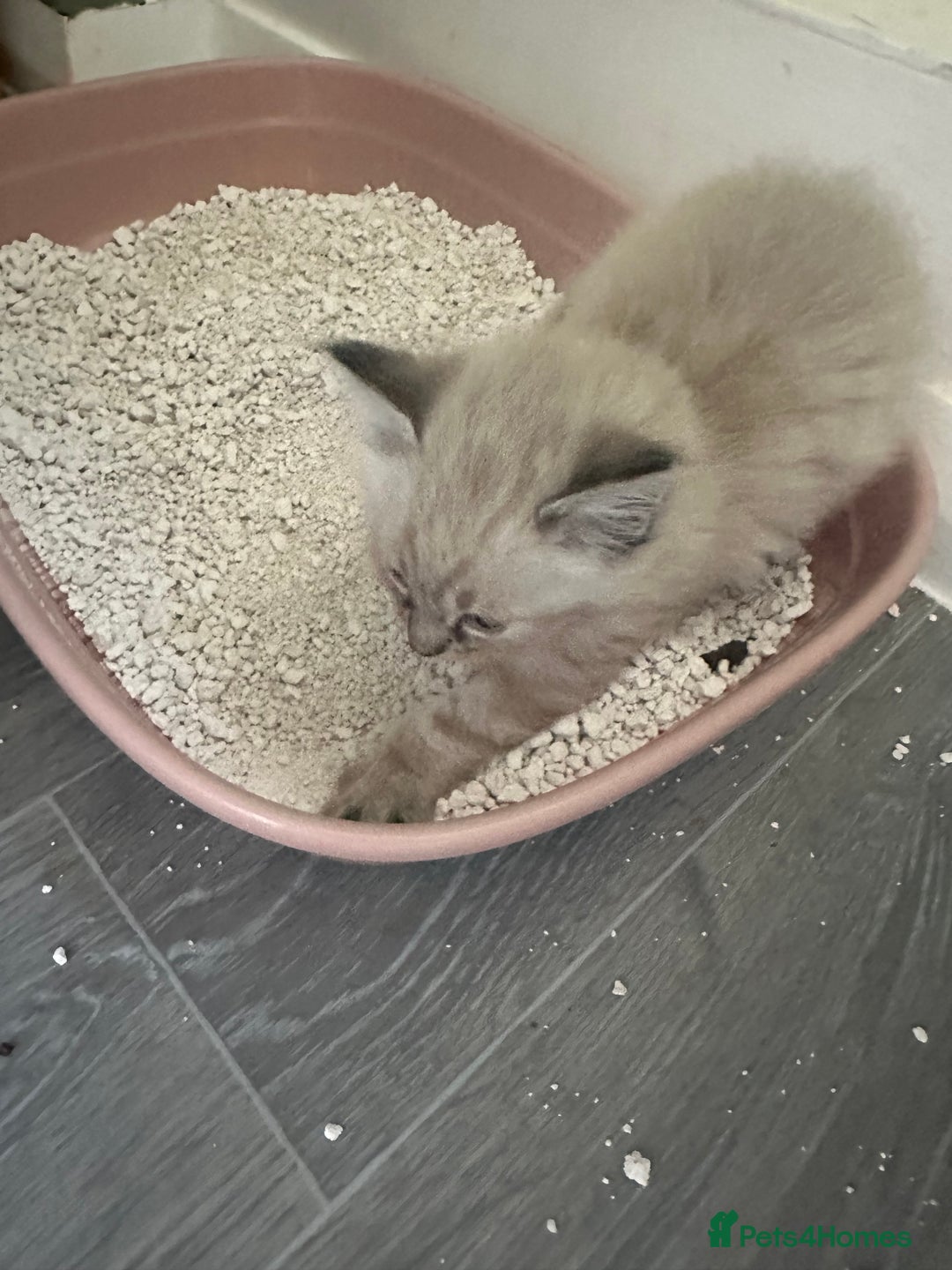 Ragdoll cats for sale: Ragdoll x Maincoone loving babies - Image 10