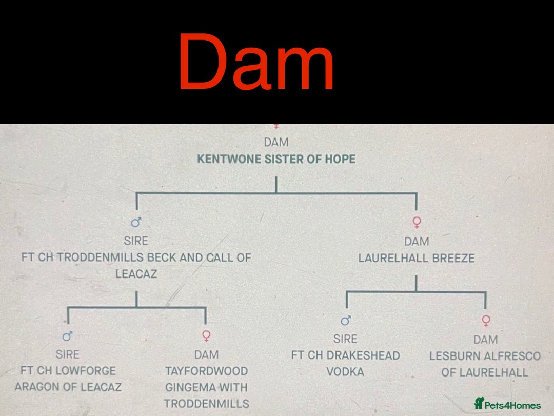 Labrador Retriever dogs for sale: KC reg Labrador puppies  - Advert 4