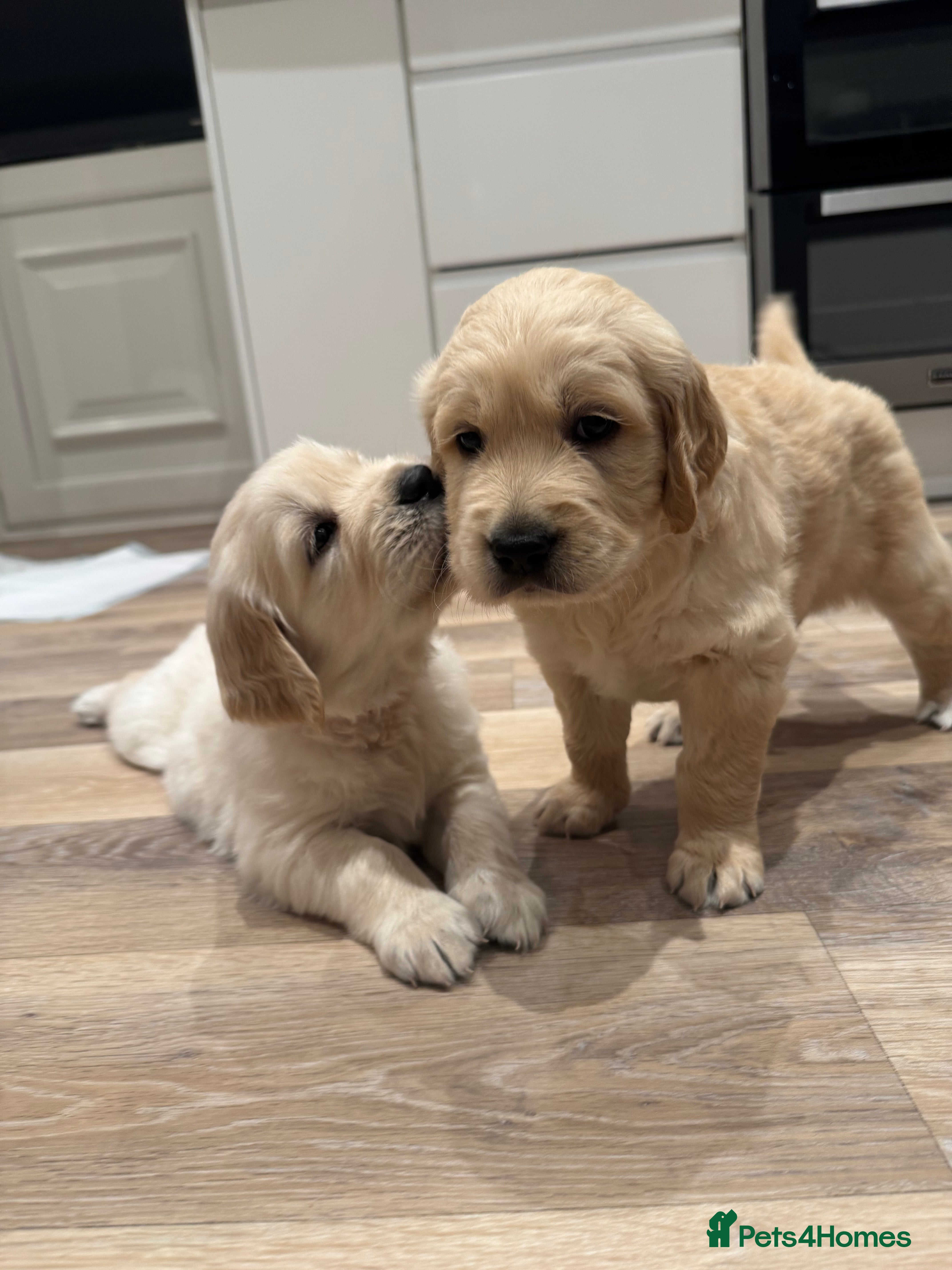 Golden Retriever dogs One remaining, KC registered Golden Retrievers  - Advert 4