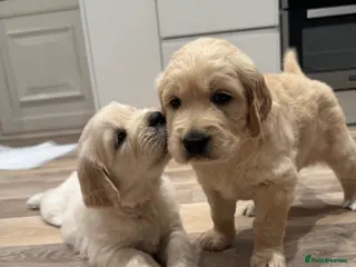 Golden Retriever dogs One remaining, KC registered Golden Retrievers - Advert 4