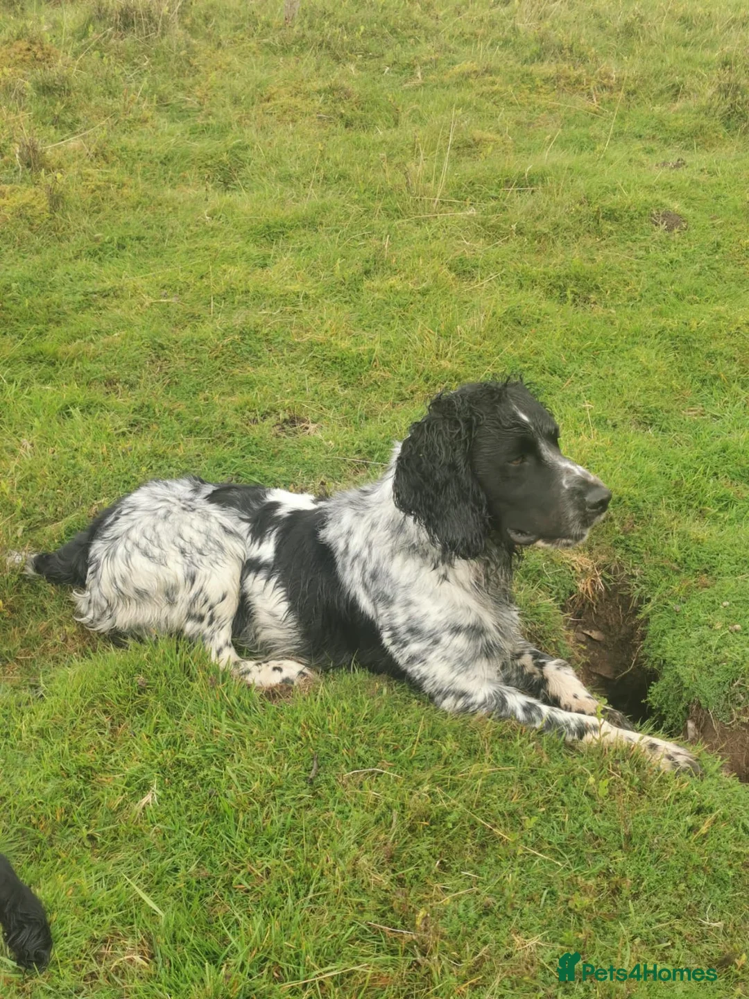English Springer Spaniel dogs for stud: English Springer Spaniel For Stud - Health Tested in Kirriemuir - Advert 7