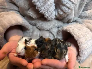 Guinea Pig rodents Beautiful baby guniea pig for sale Girls & Boys - Advert 11