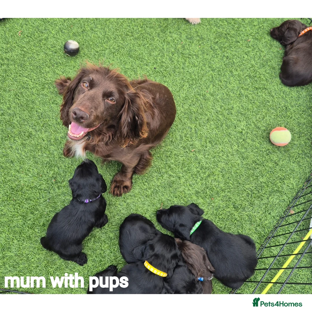 Cocker Spaniel dogs for sale: Working cocker spaniels  - Advert 13