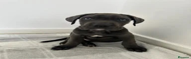 Cane Corso 5