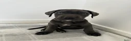 Cane Corso dogs for sale: Cane corso puppy’s ready for there forever homes  in Truro - Advert 2