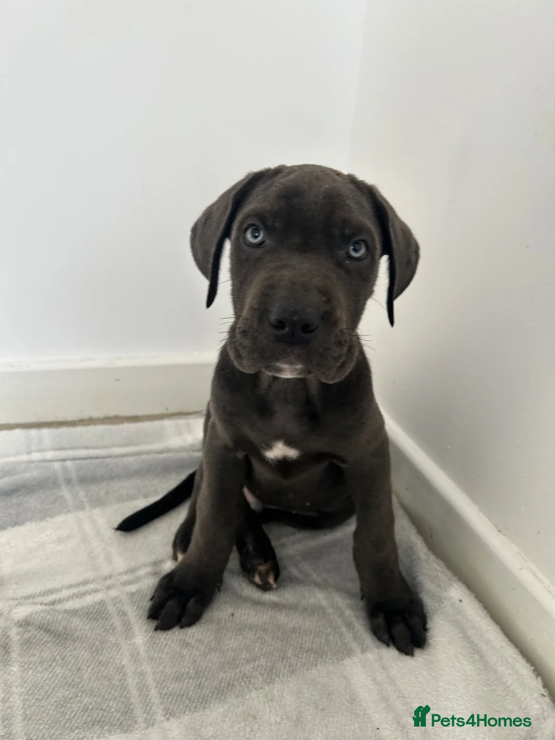 Cane Corso dogs for sale: Cane corso puppy’s ready for there forever homes  in Truro - Advert 2