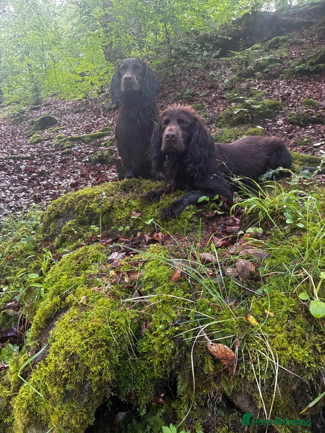 Cocker Spaniel dogs for sale: Well Bred KC Working Cockers in Chelmsford - Advert 7