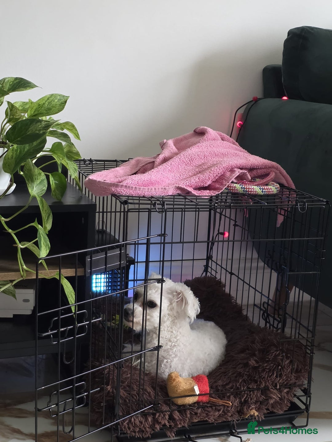 Bichon Frise dogs for sale: Beautiful Female Bichon Frise – Looking for a home - Advert 2