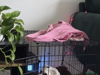 Bichon Frise dogs Beautiful Female Bichon Frise – Looking for a home - Advert 4