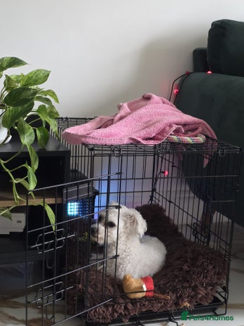 Bichon Frise dogs Beautiful Female Bichon Frise – Looking for a home - Advert 1