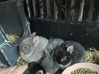 Netherland Dwarf rabbits NETHERLAND DWARF BABY RABBITS - Advert 2